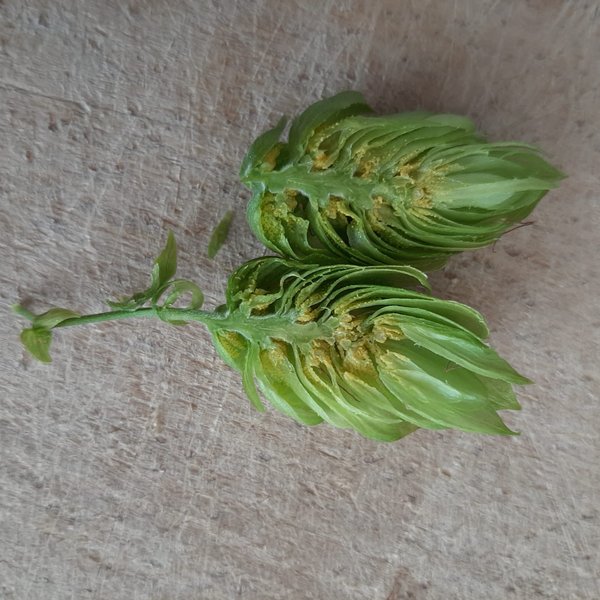 Coupe d'un cône de houblon