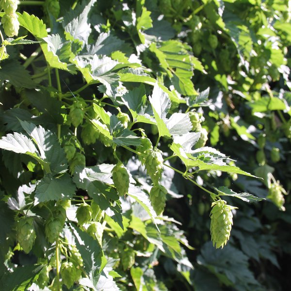 Plante de houblon