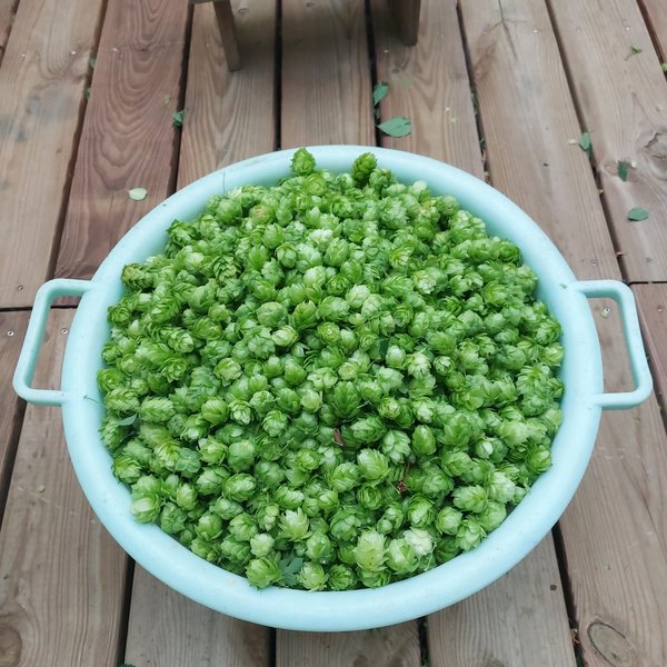 Récolte du houblon